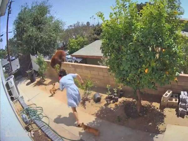 クマが愛犬に手を出している！　飼い主の女性がとった驚きの行動とは？