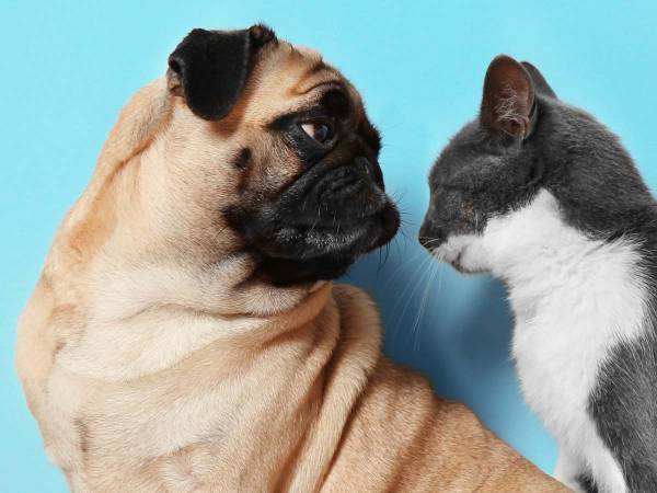 大好きな猫に相手にしてもらえないパグがとった行動に　「笑いが止まらない」