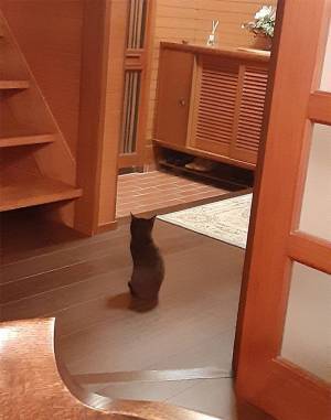 飼い主を待つ『背中』にキュン…　玄関での１枚に心を射抜かれる