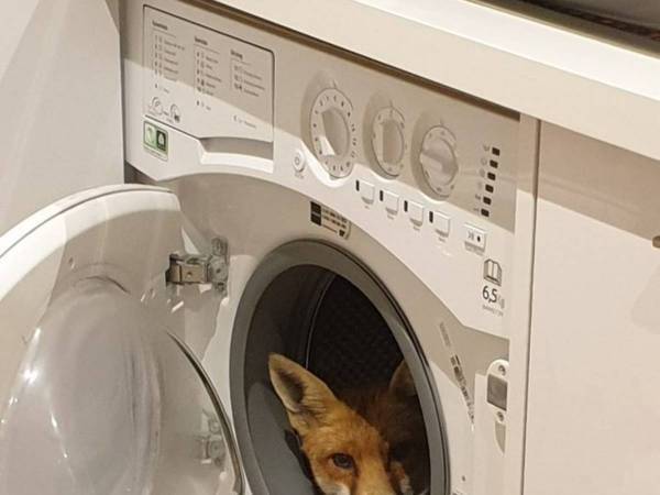 家の中に入り込んだキツネがどこにもいない？　隠れていた場所にクスッ