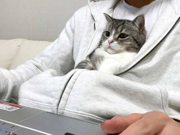 さびしがる猫　飼い主がパーカーに入れた結果…？　「かわいすぎ」「赤ちゃんみたい」