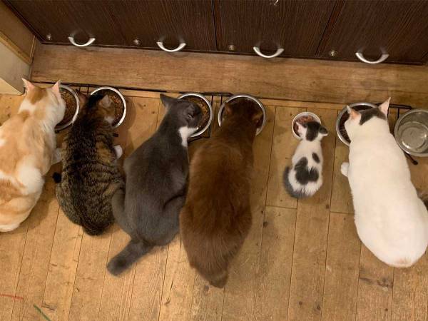 なかなかエサを食べない子猫　大きい猫の間に入れてみたら…？