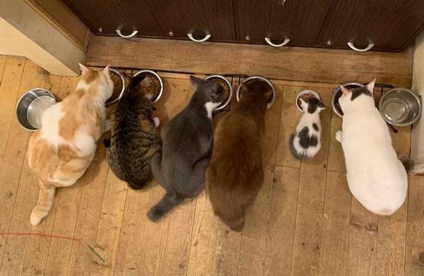 なかなかエサを食べない子猫　大きい猫の間に入れてみたら…？