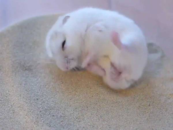 砂の上に来たハムスターが？　１２０万回以上再生された動画がこちら