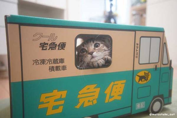 「心を完全に持っていかれた！」　配達員になりきる子猫をご覧ください