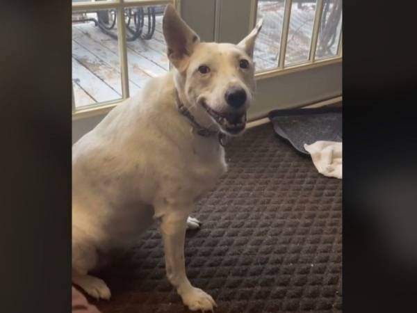 耳が聞こえない犬　飼い主に「吠える」姿に　「うれしいんだね」「涙が出た」