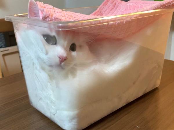 「フタをして発酵させてます」　全４枚の写真に爆笑　マンチカンが入っていたのは？