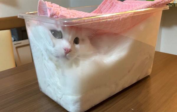 「フタをして発酵させてます」　全４枚の写真に爆笑　マンチカンが入っていたのは？