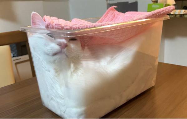 「フタをして発酵させてます」　全４枚の写真に爆笑　マンチカンが入っていたのは？