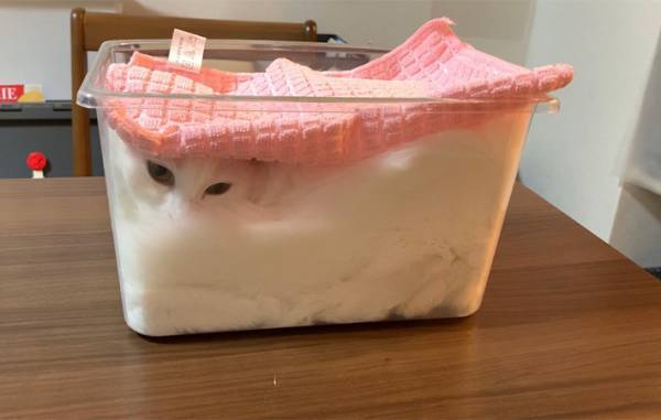 「フタをして発酵させてます」　全４枚の写真に爆笑　マンチカンが入っていたのは？