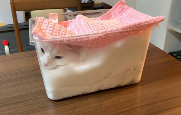 「フタをして発酵させてます」　全４枚の写真に爆笑　マンチカンが入っていたのは？