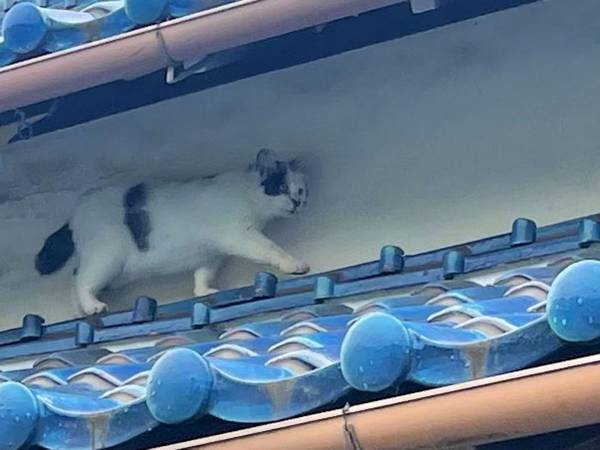 屋根を歩く猫の後ろに…　アニメや漫画のワンシーンのようだと話題に！