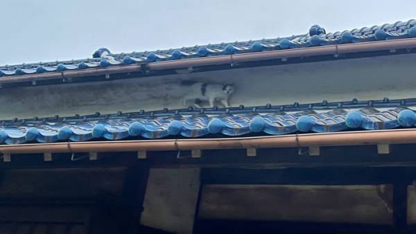 屋根を歩く猫の後ろに…　アニメや漫画のワンシーンのようだと話題に！