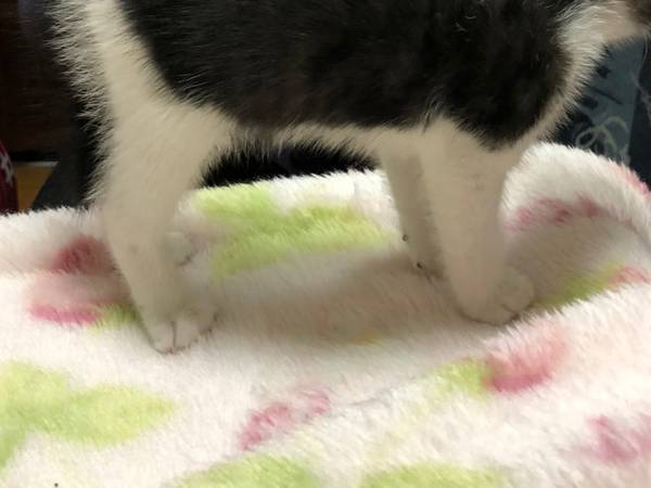 「漫画みたい」　初めて自分の姿を見た子猫の反応が、コチラ