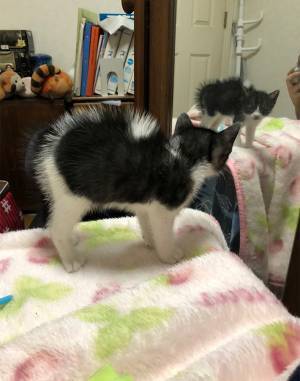「漫画みたい」　初めて自分の姿を見た子猫の反応が、コチラ