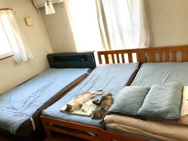 寝具を『冷感』に交換した飼い主　それに気付いた猫たちが…？