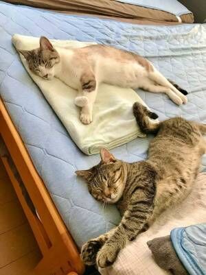 寝具を『冷感』に交換した飼い主　それに気付いた猫たちが…？