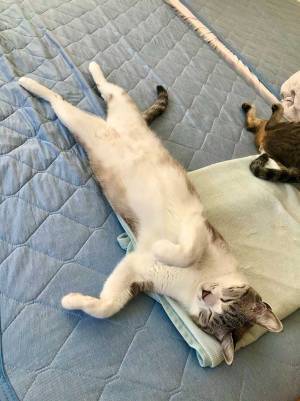 寝具を『冷感』に交換した飼い主　それに気付いた猫たちが…？