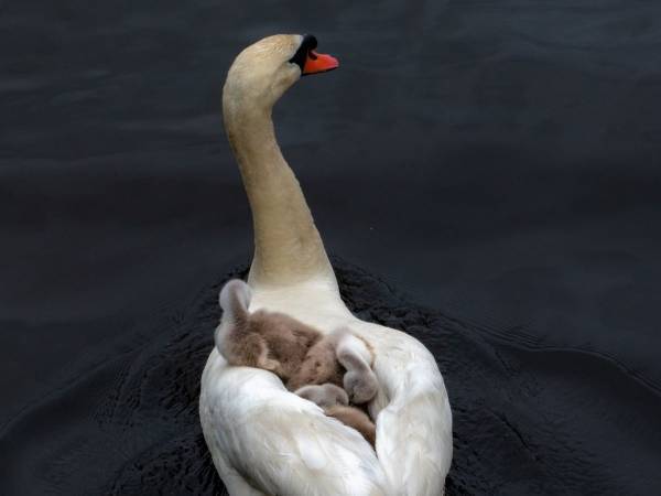 白鳥のヒナが生まれて間もなく、母鳥が天国へ　すると残された父鳥が…