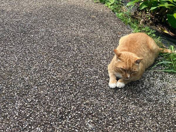 「猫落ちすぎ」　公園で見かけた光景に、吹き出す