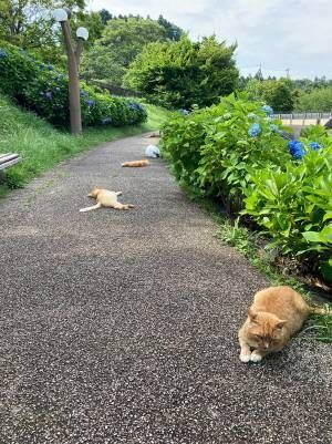 「猫落ちすぎ」　公園で見かけた光景に、吹き出す