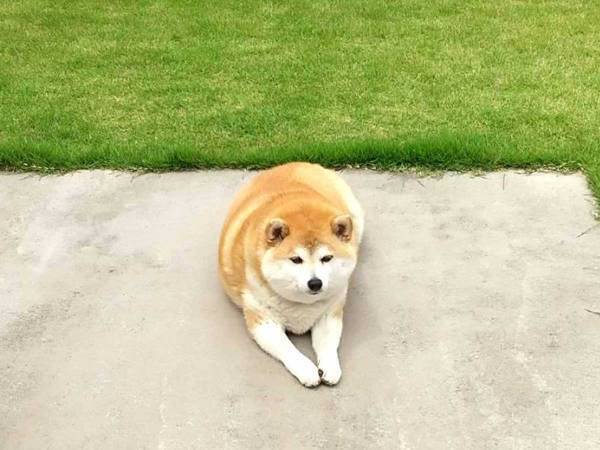 柴犬のためにドッグランを作ったら？　まさかのオチに「笑った」「顔がたまらん」