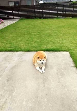 柴犬のためにドッグランを作ったら？　まさかのオチに「笑った」「顔がたまらん」