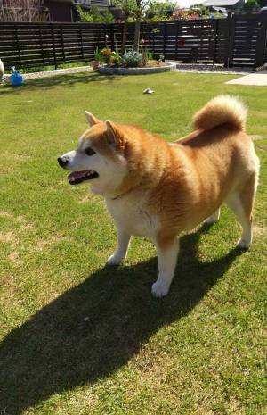 柴犬のためにドッグランを作ったら？　まさかのオチに「笑った」「顔がたまらん」