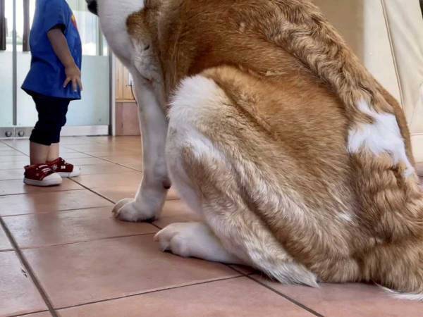 まるで合成写真　セント・バーナードと常連の息子さんの写真を撮ったら…