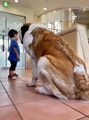 まるで合成写真　セント・バーナードと常連の息子さんの写真を撮ったら…