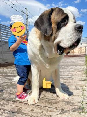 まるで合成写真　セント・バーナードと常連の息子さんの写真を撮ったら…