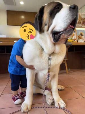 まるで合成写真　セント・バーナードと常連の息子さんの写真を撮ったら…