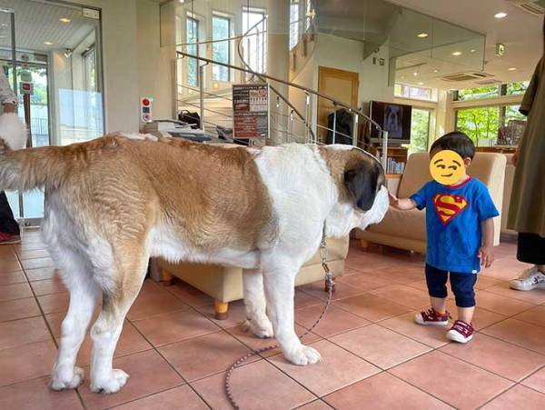 まるで合成写真　セント・バーナードと常連の息子さんの写真を撮ったら…