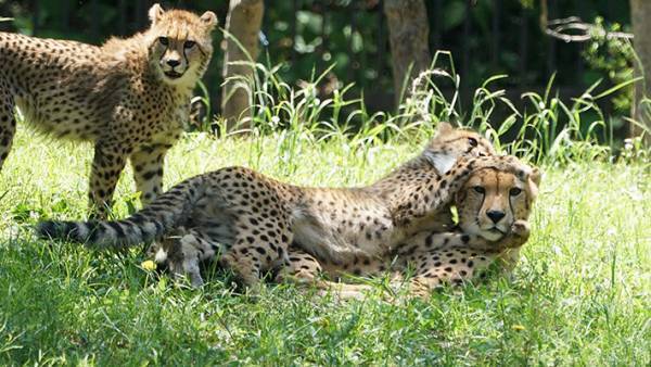 動物の親子写真を見て共感の声が続出　その理由とは…？