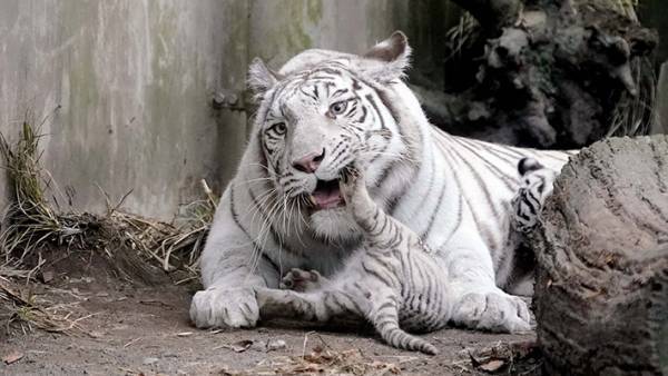 動物の親子写真を見て共感の声が続出　その理由とは…？