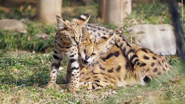 動物の親子写真を見て共感の声が続出　その理由とは…？