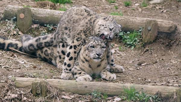 動物の親子写真を見て共感の声が続出　その理由とは…？