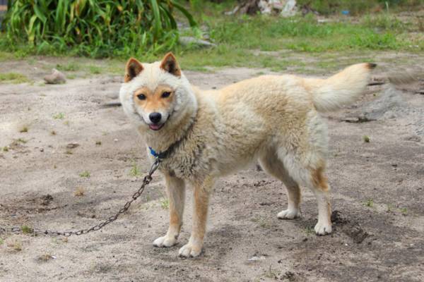 「ヒツジ？」「じわじわくる」　換毛期をむかえた柴犬にクスッ　その姿は？