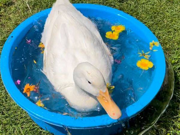 かわいく浮かべた花と写真を撮ったのも束の間…　続く写真に爆笑！