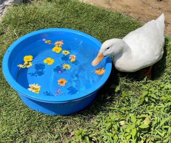 かわいく浮かべた花と写真を撮ったのも束の間…　続く写真に爆笑！