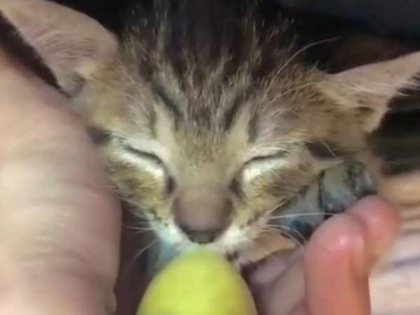 子猫がミルクを飲む動画に多くの人が悶絶！　その理由とは