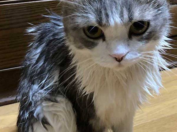 おやつの時間だと思ったら…　待ち受けていた悲劇に猫ちゃんが見せたガン飛ばし