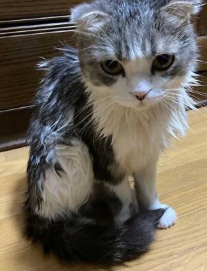 おやつの時間だと思ったら…　待ち受けていた悲劇に猫ちゃんが見せたガン飛ばし