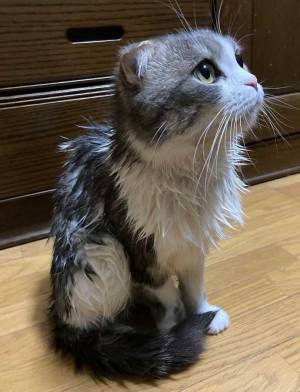 おやつの時間だと思ったら…　待ち受けていた悲劇に猫ちゃんが見せたガン飛ばし