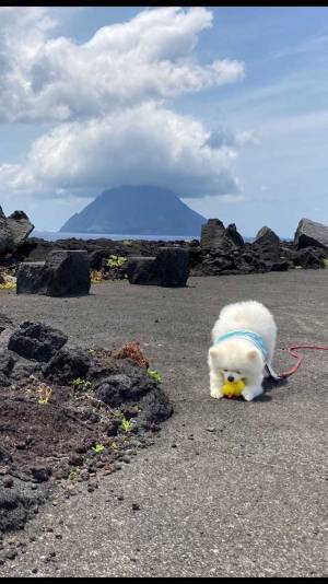 景色より目立つ！？　雄大な光景を撮影したのに、愛犬にしか目がいかない