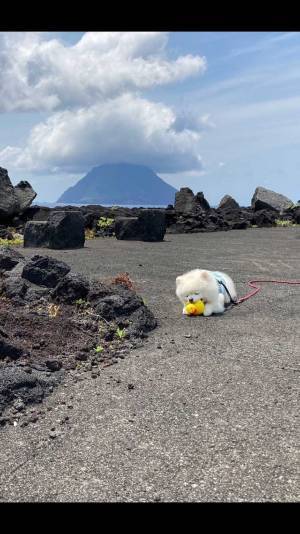 景色より目立つ！？　雄大な光景を撮影したのに、愛犬にしか目がいかない