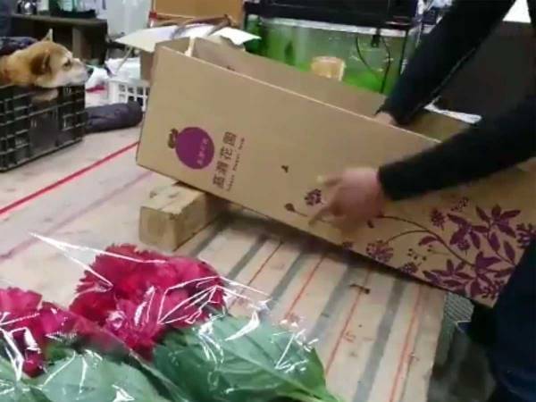 従業員を『監視』するワンコが話題に　その仕事ぶりがこちらです