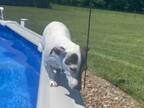 『犬がプールから出るだけの動画』に称賛の声が殺到　「何度も見ちゃう！」
