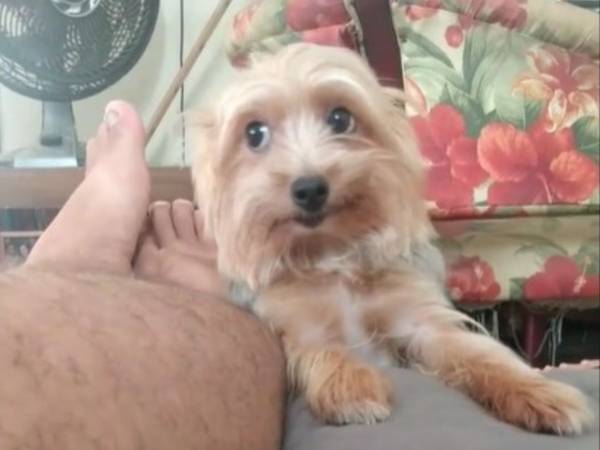 この表情は反則！　飼い主になでてもらいたい犬　「中に人間が入ってる」