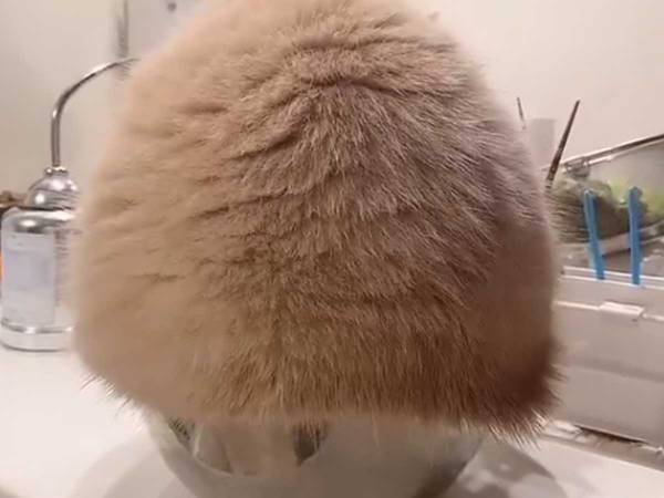 ボウルを見つけた猫の行動に「かわいすぎる」「笑ってお腹が痛い！」